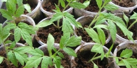 Kako prihraniti rasad paradajza nakon berbe